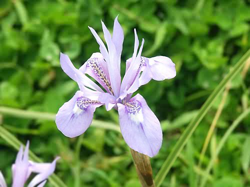 Iris. Unidentified. Astratigos. North Western Crete.