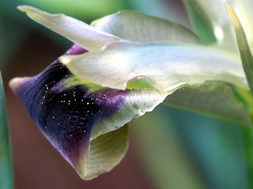 Snakes head Iris. Astratigos. North Western Crete.