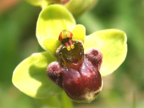 Bumblebee orchid. Veni. Kissamos. North Western Crete.