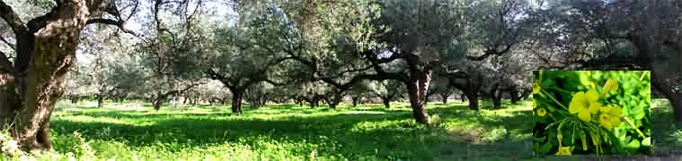 Springtime olive grove with swarming Oxalis pes-caprae. NW Crete.