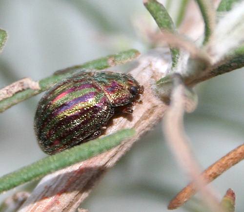 Cretan Fauna: Beetle - (possibly)  Tenebrionid Variety. Gramvousa Peninsula, North Western Crete