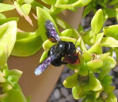 Cretan Fauna: Carpenter Bee - Xylocopa violacea. Gramvousa Peninsula, North Western Crete