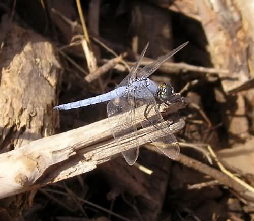 Cretan Fauna: Emperor Dragonfly - Anax imperator. Gramvousa Peninsula, North Western Crete