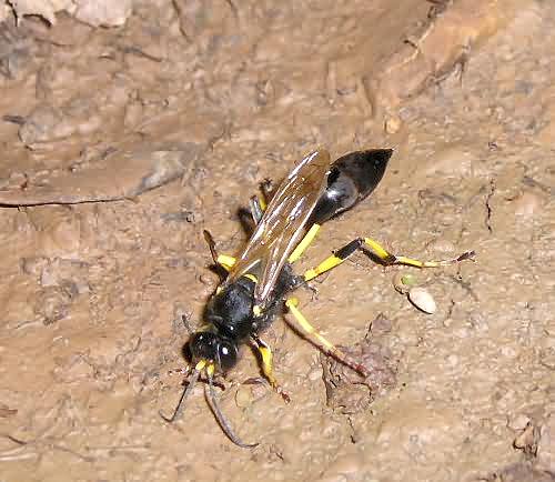 Cretan Fauna: Thread-Waisted Wasp - Scalephron spirifex. Gramvousa. NW Crete.