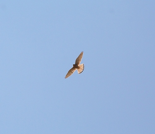 Bird Wildlife, Female Kestrel - Falco tanninculus, North Western Crete.