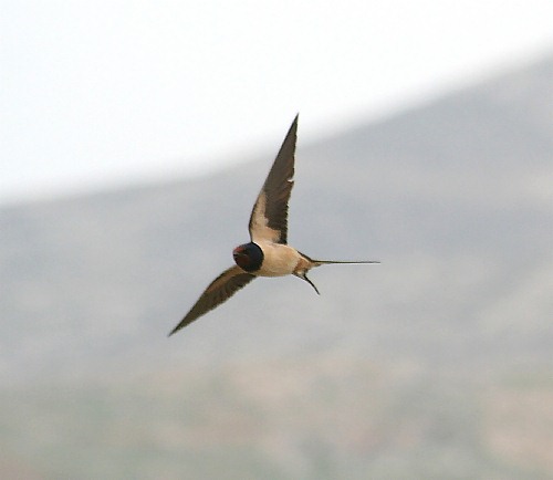 Bird Wildlife. Swallow - Hirundo rustica. North Western Crete.