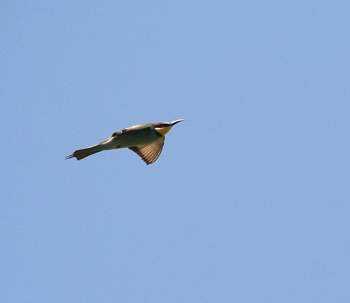 Bird Wildlife, Bee Eater - Merops apiaster, North Western Crete.