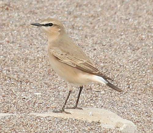 Bird Wildlife, Isabelline wheatear - Oenanthe isabellina, North Western Crete.