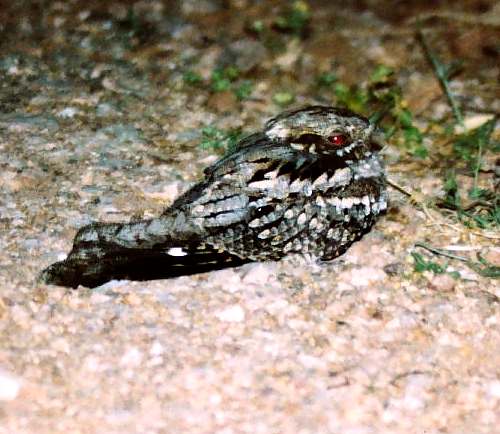 Bird Wildlife, Nightjar - Caprimulgus europaeus, North Western Crete.