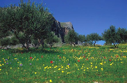 An olive grove at the end of the season - spring - ground full of wild flowers of Crete.