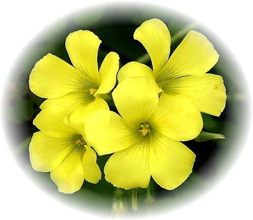 Wild Flower Calendar photo page Dec 2009 - Asphodeline lutea – Yellow Asphodel
