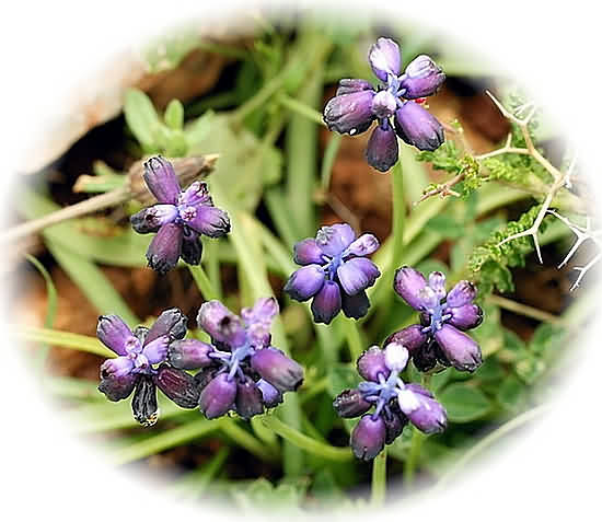 Crete Wildflower Muscari neglectum   COMMON GRAPE HYACYNTH