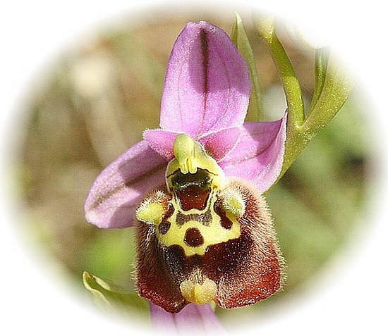  Crete Wildflower Ophrys episcopalis - LARGE-FLOWERED BEE OPHRYS