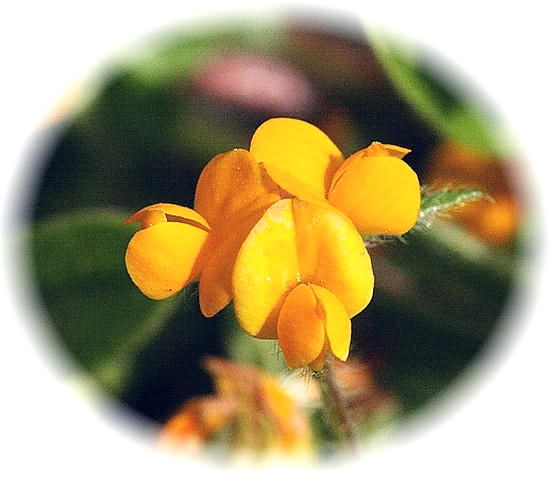 Crete Wildflower Anthyllis hermanniae  ANTHYLLIS HERMANNIAE