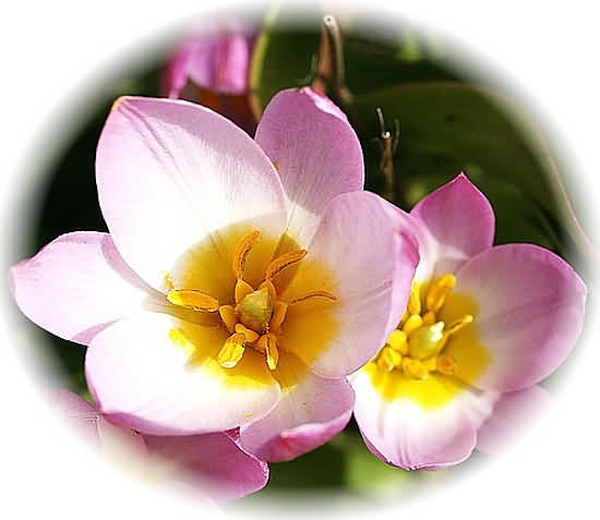 Crete Wildflower Tulipa saxatilis  ROCK TULIP