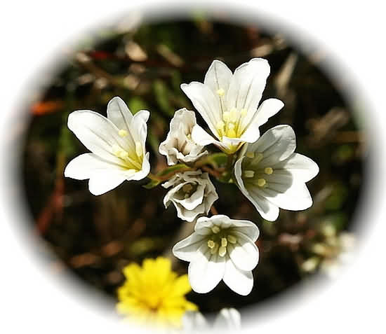 Crete Wildflower Gagea graeca  GAGEA GRAECA