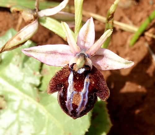 Wild Flower, Orchidaceae - Ophrys cretica x, Astratigos, North West Crete.