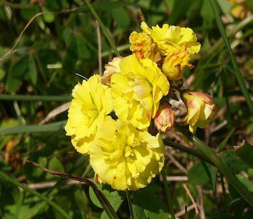 Wild Flower, Oxalidaceae - Oxalis pes-caprae double, North West Crete.