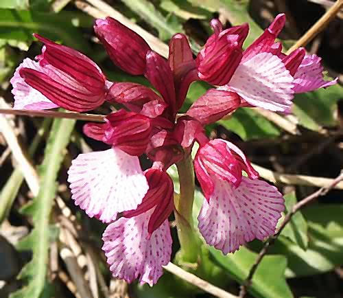 Wild Flower, Orchidaceae - Orchis papilionacea, North West Crete.