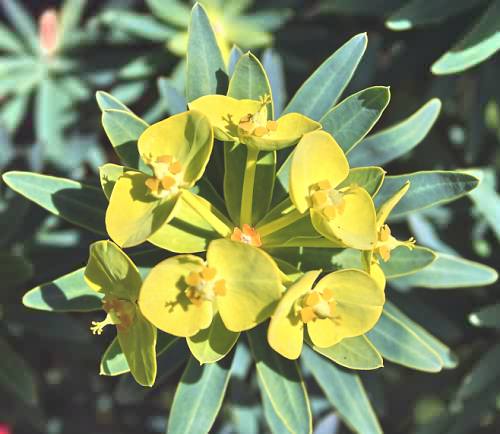 Crete, Wild Flower, Euphorbia dendroides, Astratigos, North West Crete
