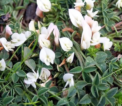 Crete, Wild Flower, Trifolium elegans, Astratigos, North West Crete
