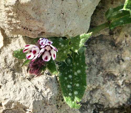 Crete, Wild Flower, Borage - Anchusa variegata, Kolimbari, North West Crete
