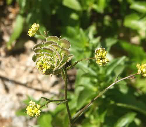Crete, Wild Flower, Biscutella didyma, Astratigos, North West Crete