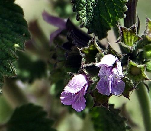 Wild Flower, Urticaceae - Urtica pilulifera - Astratigos, NW Crete