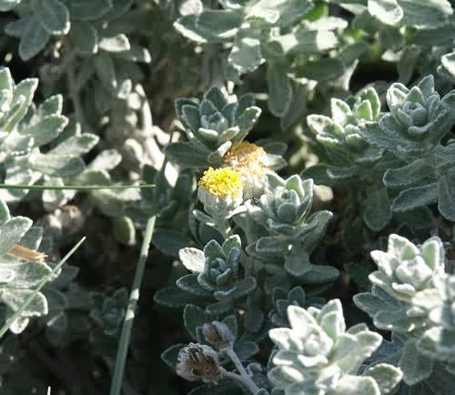Wild Flower, Leguminosae - Medicago marina - Kolimbari, NW Crete