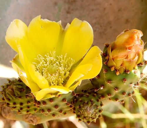 Wild Flower, Cactus Opunta ficus-indica - Prickly Pear - Crete