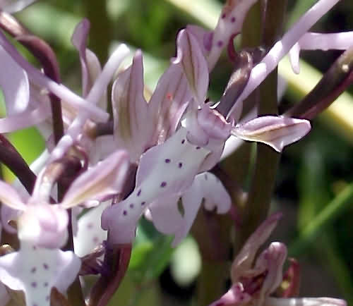 Wild Flower, Orchidaceae - Orchis sitiaca - Rethymnou, Crete