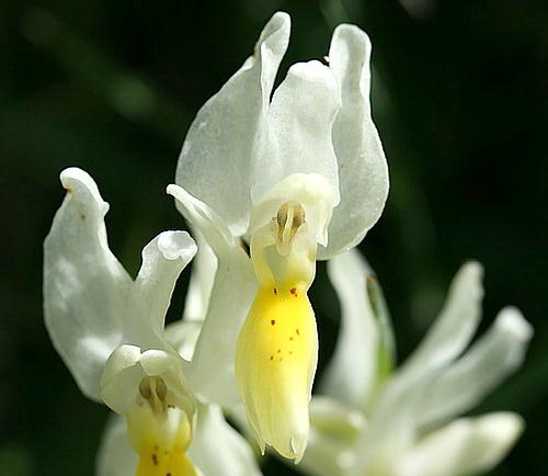 Wild Flower, Orchidaceae - Orchis pauciflora Ten. - Crete