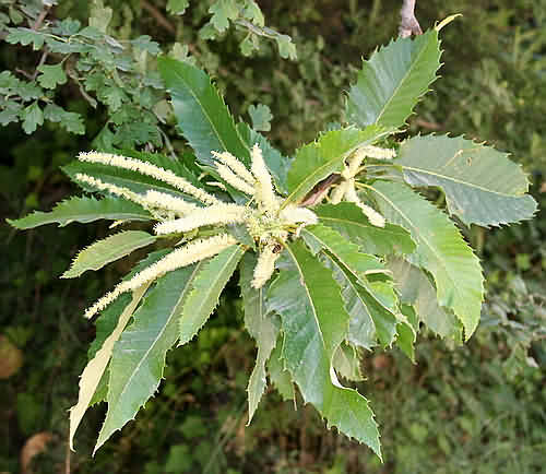 Wild Flower, Fagaceae satvia catkin - NW Crete