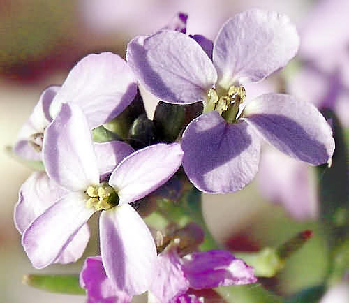 Wild Flower, Cruciferae - Arabis alpina - Nomos Chanion, NW Crete