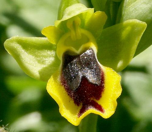 Wild Flower, Orchidaceae - Ophrys phryganae - Nomos Chanion, Crete