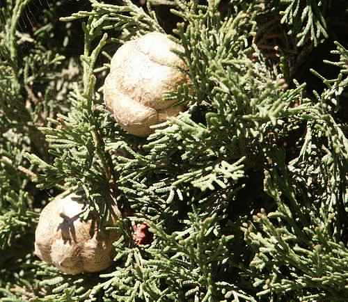 Wild Flower,  Tree - Phoenician juniper - Astratigos, Crete