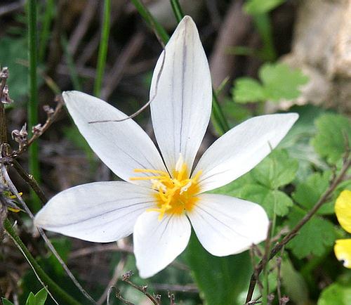 Wild Flower, Iridaceae - Crocus boryi - Kolimbari, NW Crete