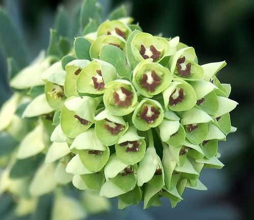 Wild Flower - Euphorbiaceae - Euporbia characias - Astratigos, NW Crete
