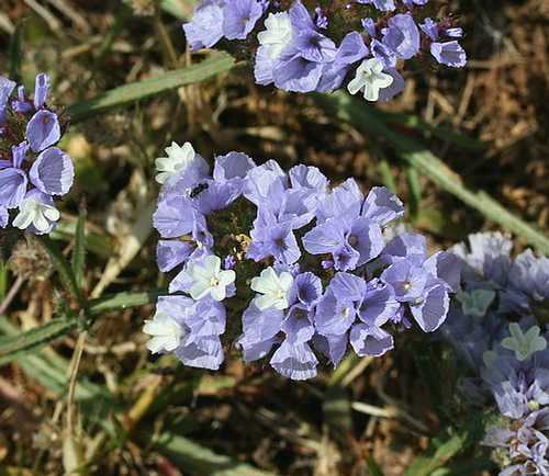 Wild Flower, Plumbaginaceae - Limonium sinuatum - Rethymnou, Crete