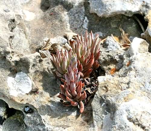 Wild Flower, Cassulaceae - Sedum rubens - Kolimbari, NW Crete