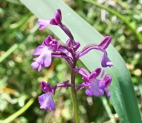 Wild Flower, Orchidaceae - Orchis anatolica - Rethymnou, Crete