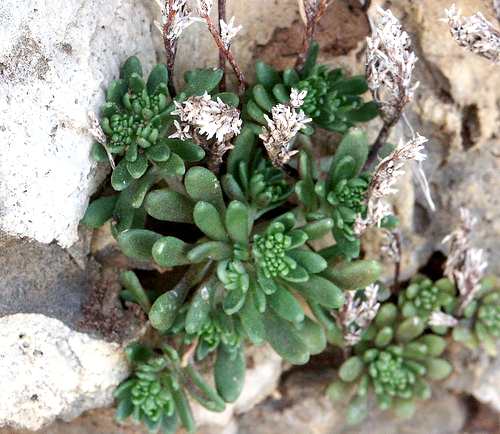 Wild Flower, Crasulaceae - Sedum creticum - Kolimbari, NW Crete