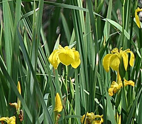 Wild Flower, Iridaceae - Iris pseudocorus - NW Crete