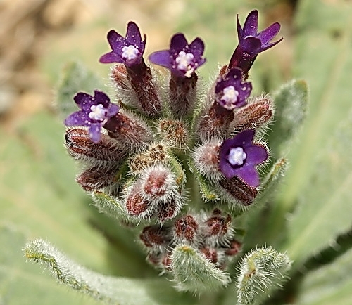 Wild Flower, Boraginaceae - Anchusa undulata - NW Crete