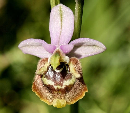 Wild Flower, Orchidaceae - Ophrys candica - Neo Chorio, NW Crete