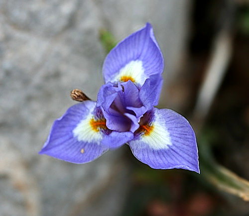 Wild Flower, Iridaceae - Gyandriris monophylla - Astratigos, NW Crete