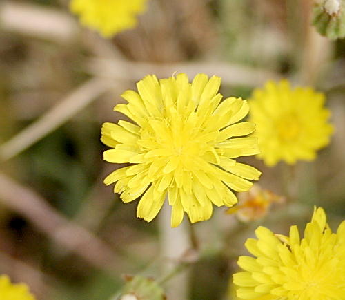 Wild Flower, Compositae - Hyoceris radiata, Astratigos - NW Crete