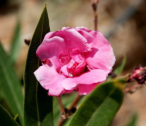 Wild Flower, Apocynaceae - Nerium oleander (double) - Afrata, NW Crete