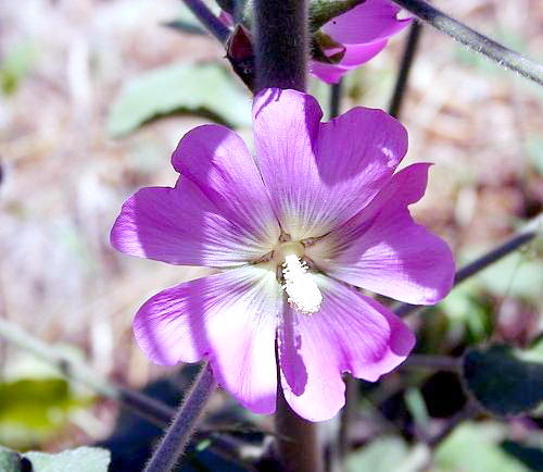 Wild Flower, Malvaceae - Lavatera byroniifolia - Astratigos, NW Crete