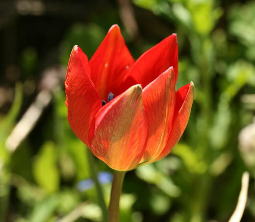 Wilf Flower, Liliaceae - Tulipa orphanidea - Omalos, NW Crete